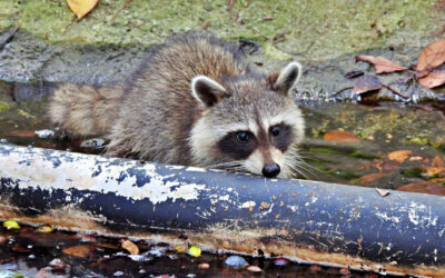 10 Ways to Deter Raccoons From Your Pond