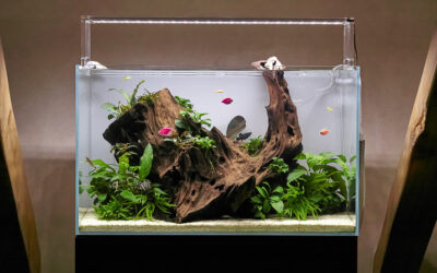Creating a Freshwater Aquarium with Sand: A Step-by-Step Guide