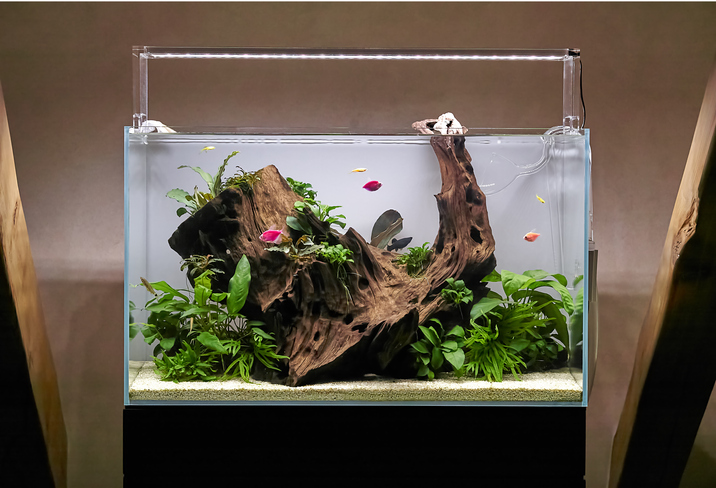 Freshwater aquascape aquarium with big natural root, live plants such as anubias, pteropus trident. There is red, orange and yellow fish
