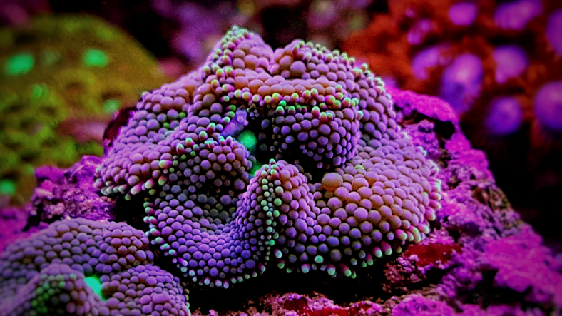 The Ricordea, or Flower Mushroom Coral, has short, club, or berry-shaped tentacles. It shares some similarities to stony corals, and is also termed a Disc Anemone. It is found in a variety of color forms.