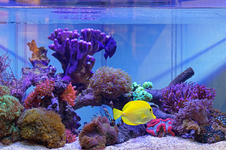 Durable and Easy Starter Corals for Salt Water Tank Beginners