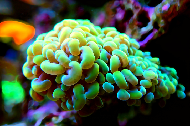 Euphyllia cristata - Grape shaped large stony coral