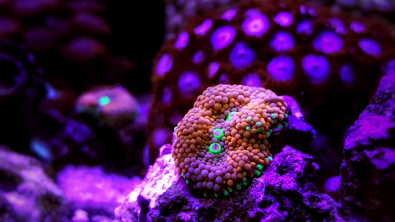 The Ricordea, or Flower Mushroom Coral, has short, club, or berry-shaped tentacles. It shares some similarities to stony corals, and is also termed a Disc Anemone. It is found in a variety of color forms.