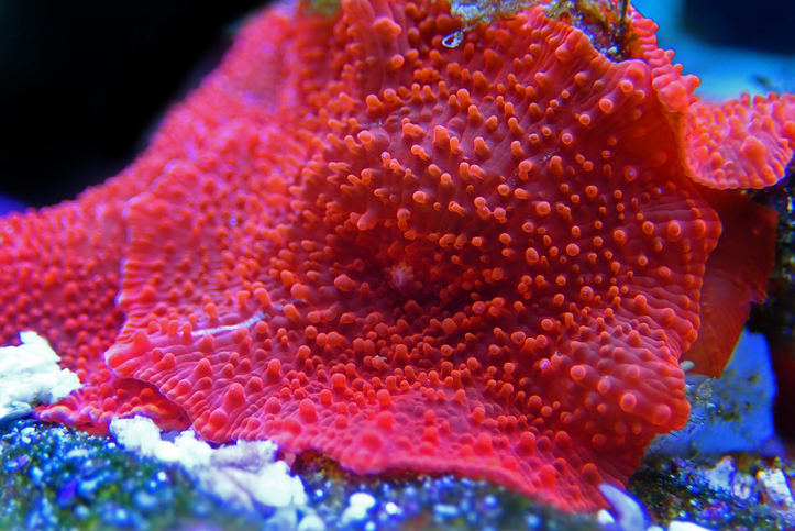 Red Discosoma bright mushroom soft coral - Discosomatidae sp.