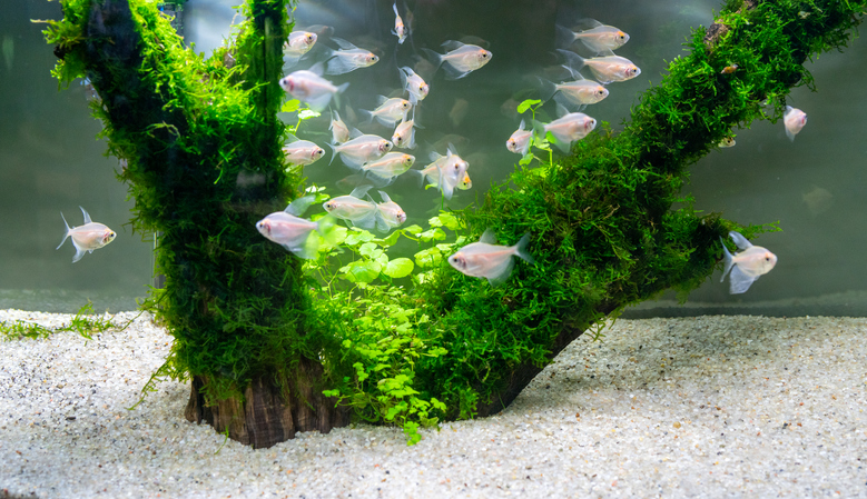 A school of white skirt tetras swimming around a piece of driftwood with plants growing along the wood.