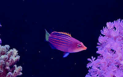 The Six Line Wrasse: A Comprehensive Guide to Care and Keeping
