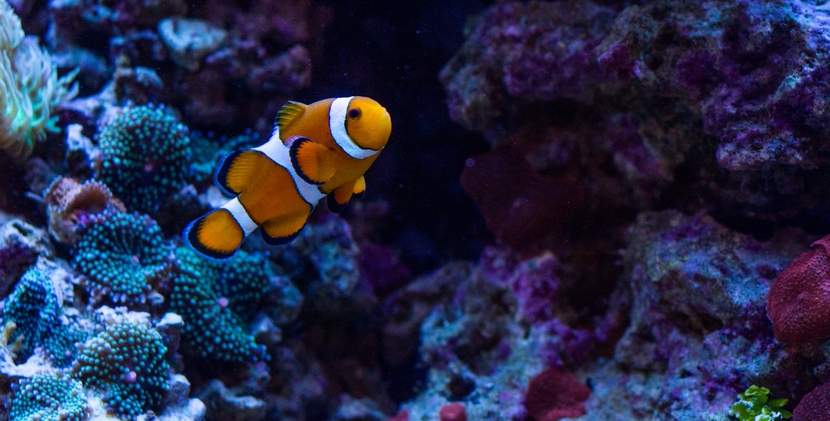Clown fish in tank with coral