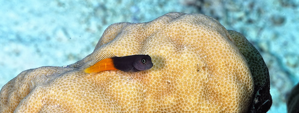 A beautiful picture of a two color combtooth blenny