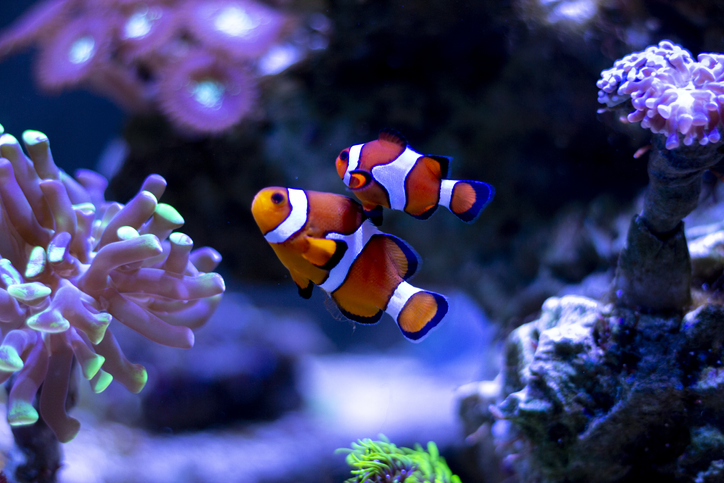 Clownfish in aquarium