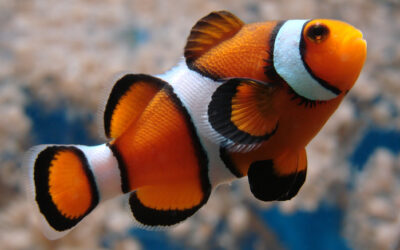 The Essential Clownfish Care Guide