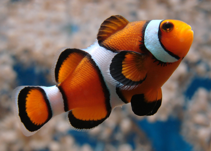 The Essential Clownfish Care Guide