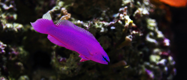 Orchid Dottyback, also known as the Fridman's Dottyback, 