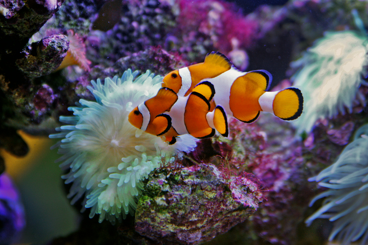 Clown anemonefish - Amphiprion ocellaris